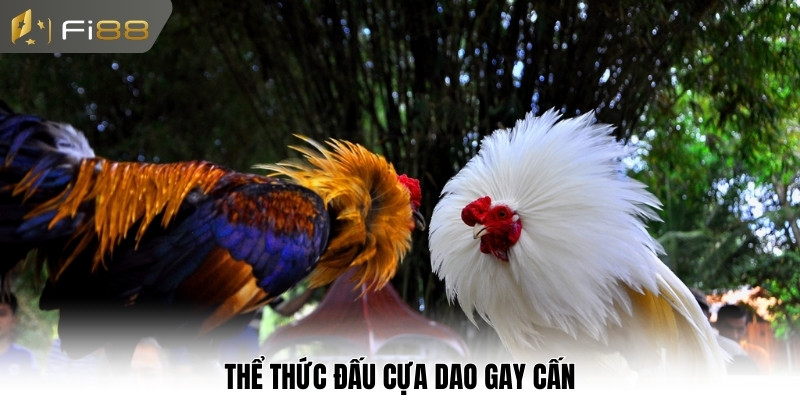 Thể thức đấu cựa dao gay cấn