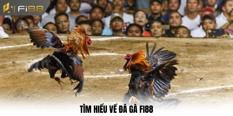 Tìm hiểu về đá gà Fi88