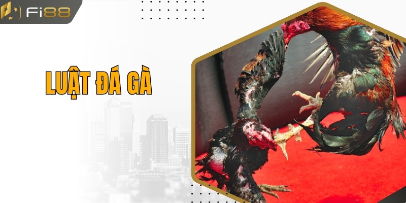 Cập Nhật Luật Đá Gà Cơ Bản Và Chi Tiết Dành Cho Người Mới